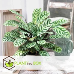 Ctenanthe 'gebedsplant' - Set Van 2 - Burle-marxii - Pot 12cm - Hoogte 25-40cm 6 Ctenanthe 'gebedsplant' - Set Van 2 - Burle-marxii - Pot 12cm - Hoogte 25-40cm -Tafel Trend Goedkope Winkel 1000030964 0102