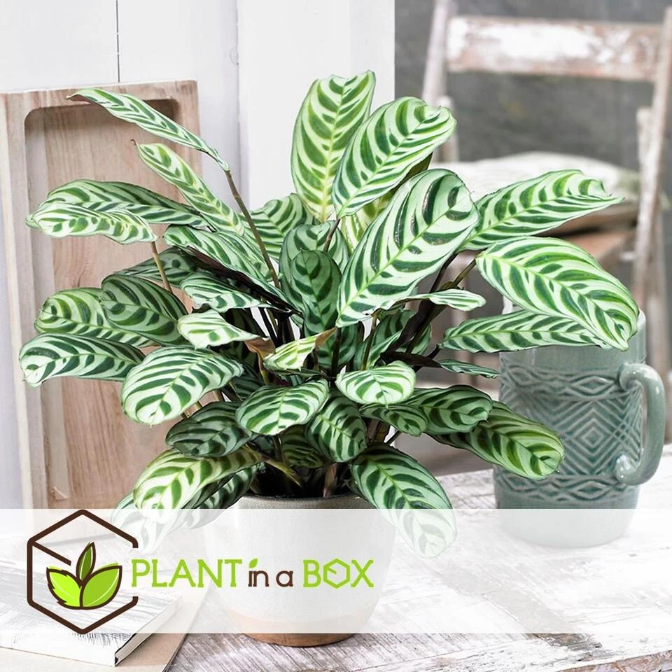 Ctenanthe 'gebedsplant' - Set Van 2 - Burle-marxii - Pot 12cm - Hoogte 25-40cm 3 Ctenanthe 'gebedsplant' - Set Van 2 - Burle-marxii - Pot 12cm - Hoogte 25-40cm - Afbeelding 3