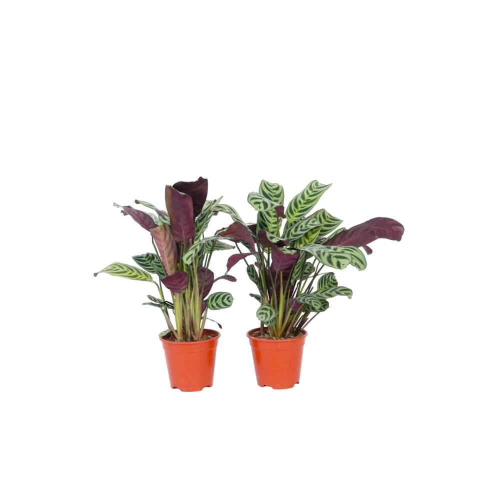 Ctenanthe 'gebedsplant' - Set Van 2 - Burle-marxii - Pot 12cm - Hoogte 25-40cm 1 Ctenanthe 'gebedsplant' - Set Van 2 - Burle-marxii - Pot 12cm - Hoogte 25-40cm