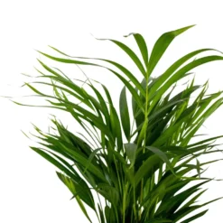 2x Dypsis Lutescens - Goudpalm - ⌀17 Cm - ↕60-70 Cm -Tafel Trend Goedkope Winkel 1000072866 0102