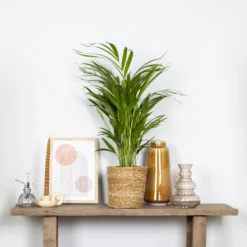 2x Dypsis Lutescens - Goudpalm - ⌀17 Cm - ↕60-70 Cm -Tafel Trend Goedkope Winkel 1000072866 0103