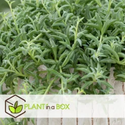 Senecio Peregrinus - Set Van 2 - Pot 12cm - Hoogte 10-20cm -Tafel Trend Goedkope Winkel 1000081951 0103