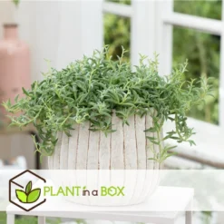 Senecio Peregrinus - Set Van 2 - Pot 12cm - Hoogte 10-20cm -Tafel Trend Goedkope Winkel 1000081951 0104