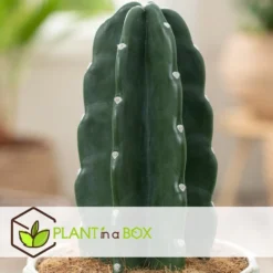 Cereus Jamacaru - Cactus "Cuddly" - Pot 18cm - Hoogte 30-35cm -Tafel Trend Goedkope Winkel 1000082007 0103