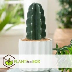 Cereus Jamacaru - Cactus "Cuddly" - Pot 18cm - Hoogte 30-35cm -Tafel Trend Goedkope Winkel 1000082007 0104