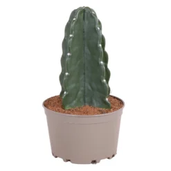 Cereus Jamacaru - Cactus "Cuddly" - Pot 18cm - Hoogte 30-35cm