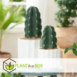Cereus Jamacaru - Mix Van 2 - "Cuddly" Cactus - Pot 18/12cm - Hoogte 25-35cm -Tafel Trend Goedkope Winkel 1000082023 0103
