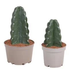 Cereus Jamacaru - Mix Van 2 - "Cuddly" Cactus - Pot 18/12cm - Hoogte 25-35cm