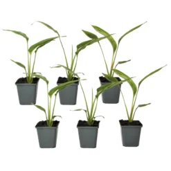 Ravenala Madagascariensis - Set Van 6 - Reizigerspalm - Pot 9cm - Hoogte 25-40cm