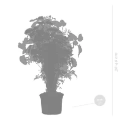 3x Polyscias Mix - Fabian - Ming - Green Lemon P12H30 -Tafel Trend Goedkope Winkel 1000088692 0103